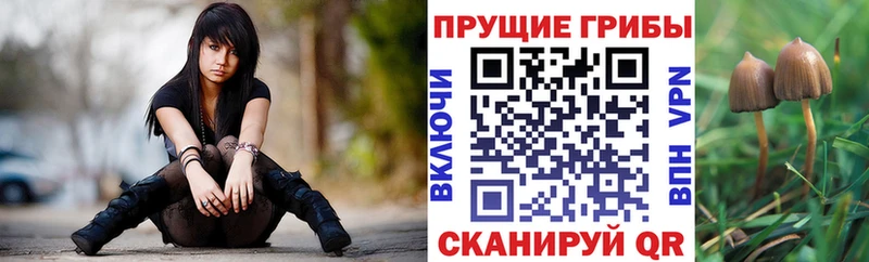 Купить где Ворсма Галлюциногенные грибы Cubensis